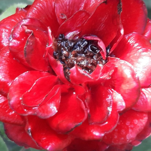 Интернет-Магазин Растений - Poзa Зента - красная - Миниатюрные розы лилипуты  - роза без запаха - Марк Гергей - Роза с яркими цветами прекрасно смотрится в горшке, но также подходит для высадки в саду.